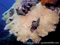 Meandrina meandrites (Bonaire)