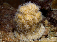 Meandrina meandrites (Bonaire)