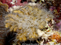 Meandrina meandrites (Bonaire)