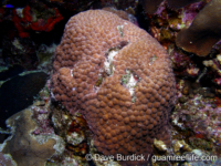 Montastraea cavernosa (Bonaire)