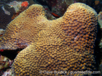 Montastraea cavernosa (Bonaire)