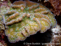 Mycetophyllia danaana (Bonaire)