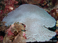 Mycetophyllia ferox (Bonaire)