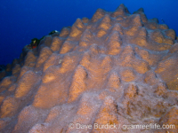 Orbicella faveolata (FGB)