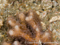 Palauastrea ramosa (Lembeh)