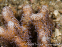 Palauastrea ramosa (Lembeh)