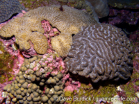 Pseudodiploria strigosa (left) and Colpophyllia natans (right; FGB)